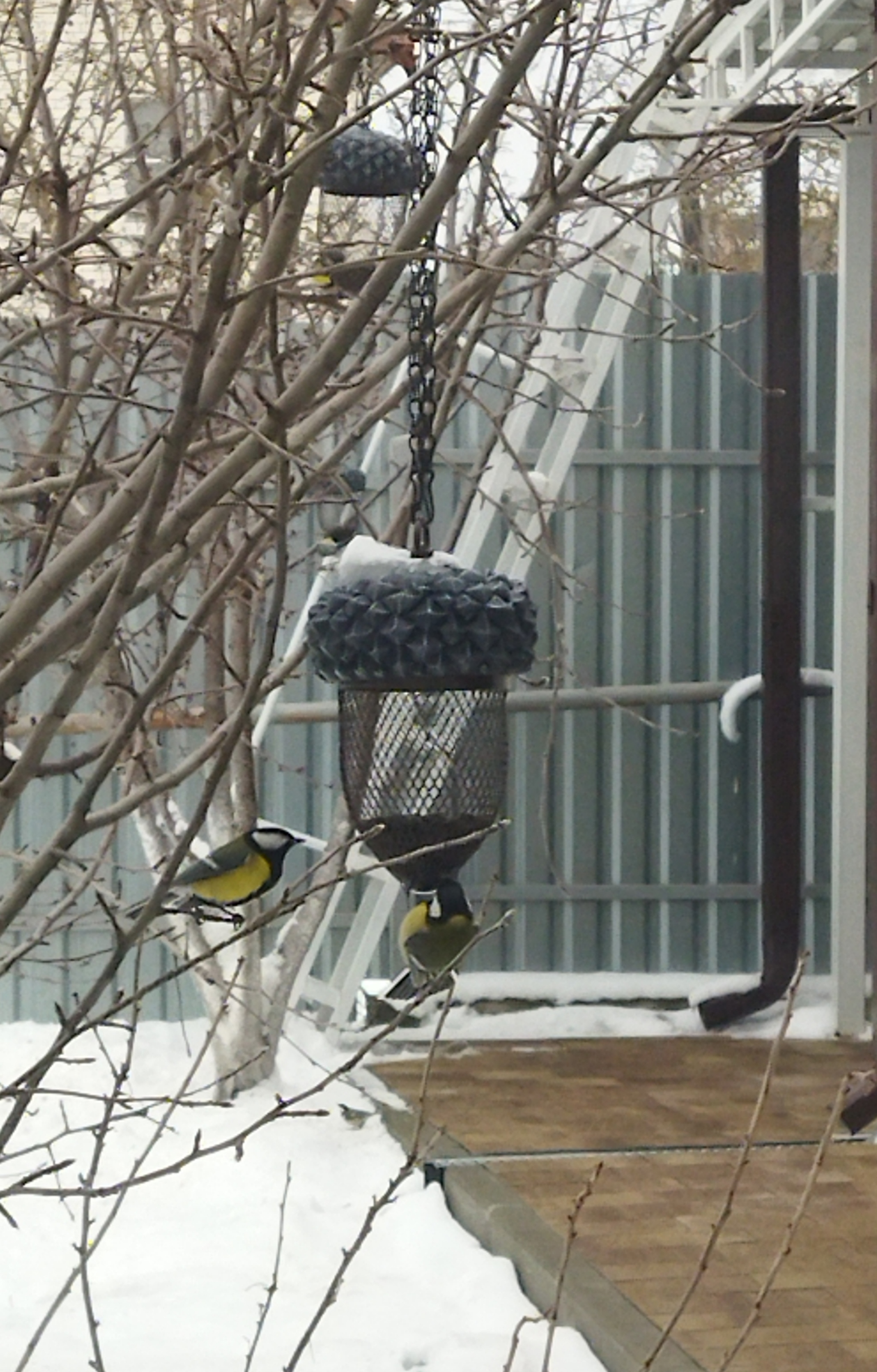 Winter bird feeding - My, Tit, Trough, Winter, Video, Longpost