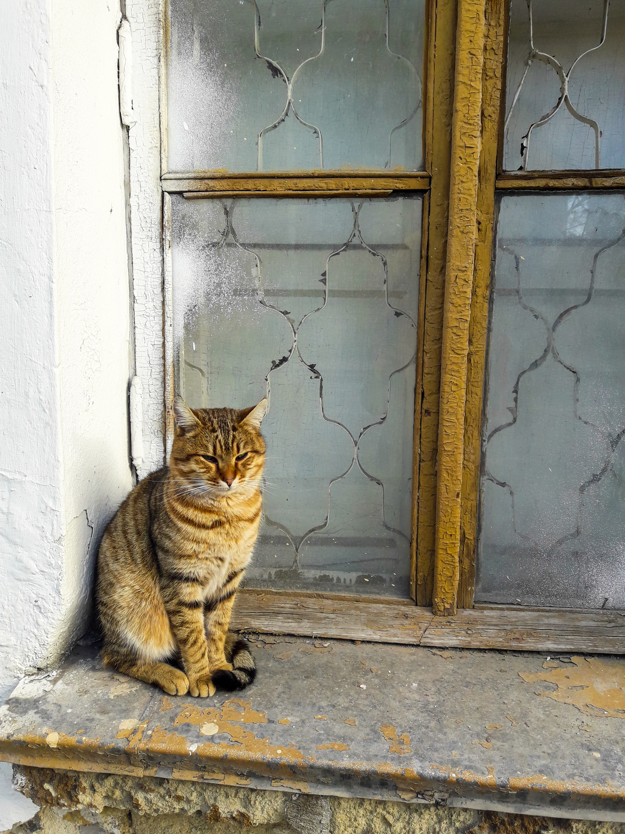 Sevastopol cat - My, Sevastopol, cat, Town