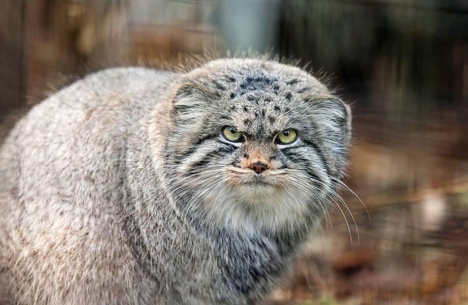 And then they voted without me. - Pallas' cat, Vote, Mat, Longpost