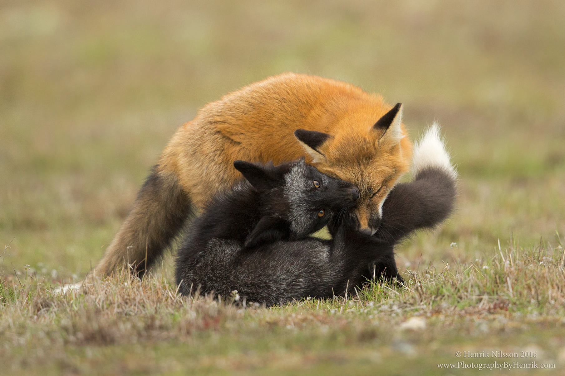 Спаривание лисов. Чернобурая лисица. Лис и кот. Две лисы. Черно рыжая лиса.