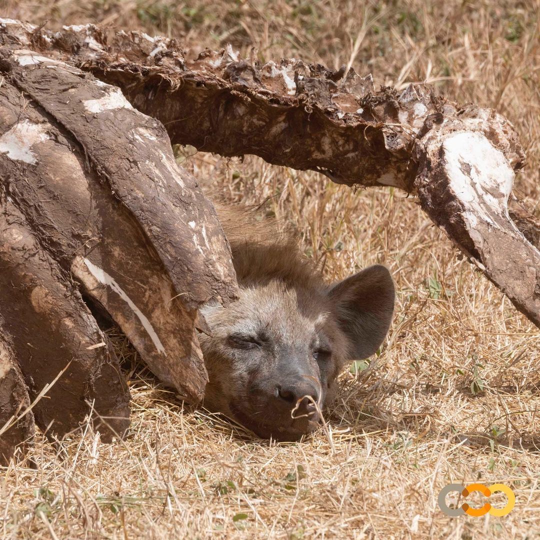 Relaxation - Hyena, Spotted Hyena, Predatory animals, Wild animals, wildlife, National park, Africa, The photo, Edge, Relaxation, Bones