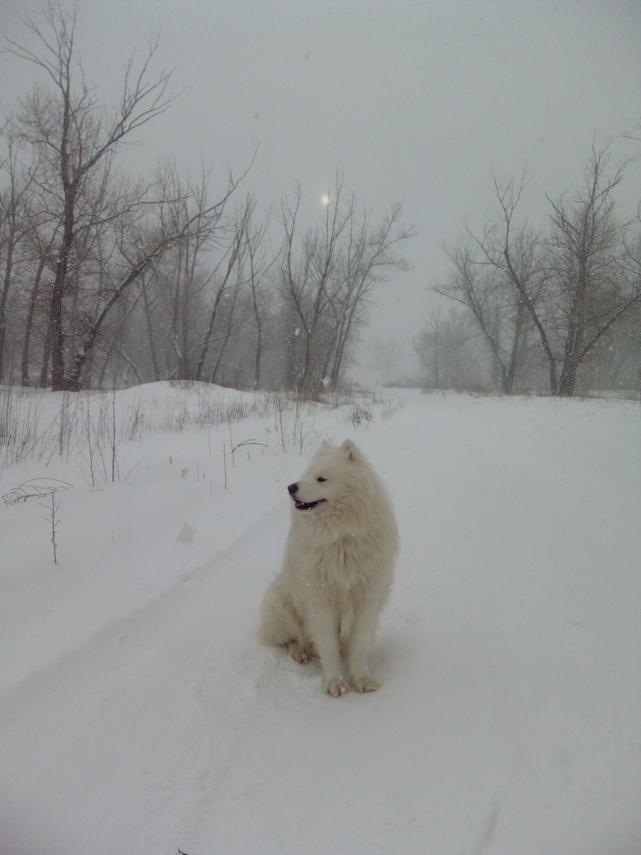 White Samoyed on white snow under the white moon - My, Samoyed, Dog, Volzhsky, Dog North, The photo, Walk