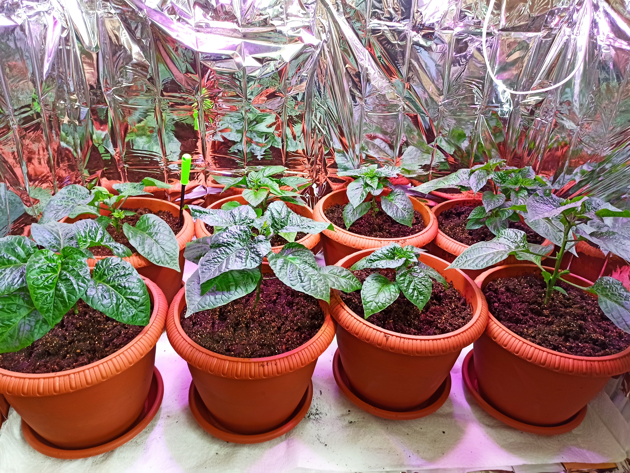 Pepper transplant 21-22 - My, Hot peppers, Trinidad Scorpion, Growing, Seedling, Longpost