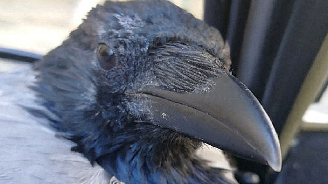 KARKUSHA!!! In memory of the raven Karkush. Do you know what happened to her? ANIMALS OF AKTAU #2 - My, The rescue, Animal Rescue, Aktau, Kazakhstan, Mangystau, Mangystau region, Crow, Karkusha, Video, Longpost