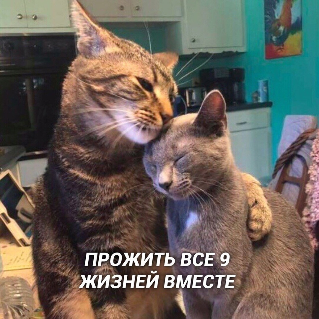 Счастье, это- - Милота, Кот