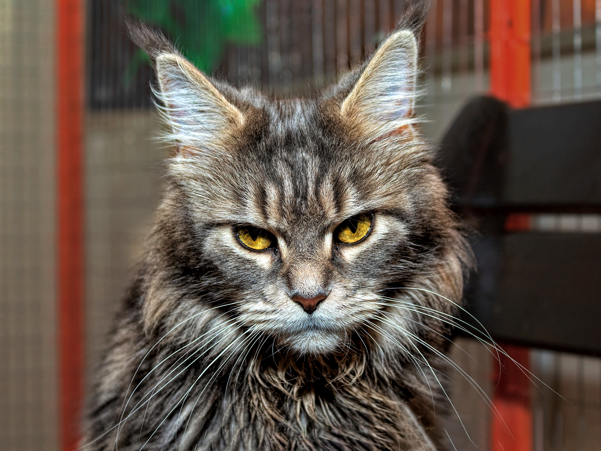 Maine Coon - My, cat, The photo, Portrait, Maine Coon