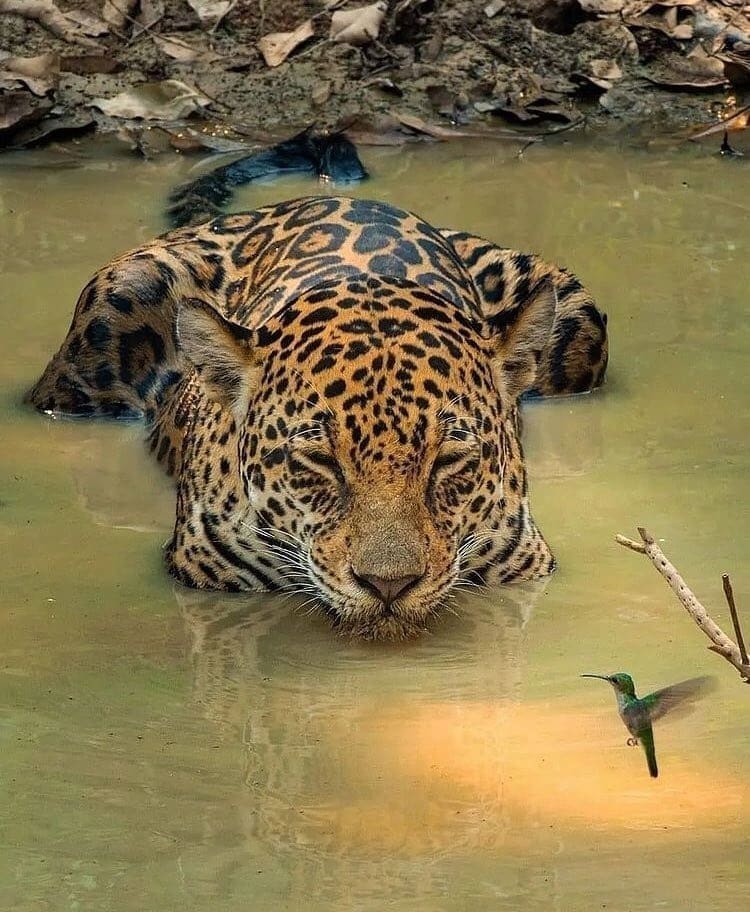 Undressed - Jaguar, Big cats, Cat family, Predatory animals, Wild animals, wildlife, South America, The photo, Water