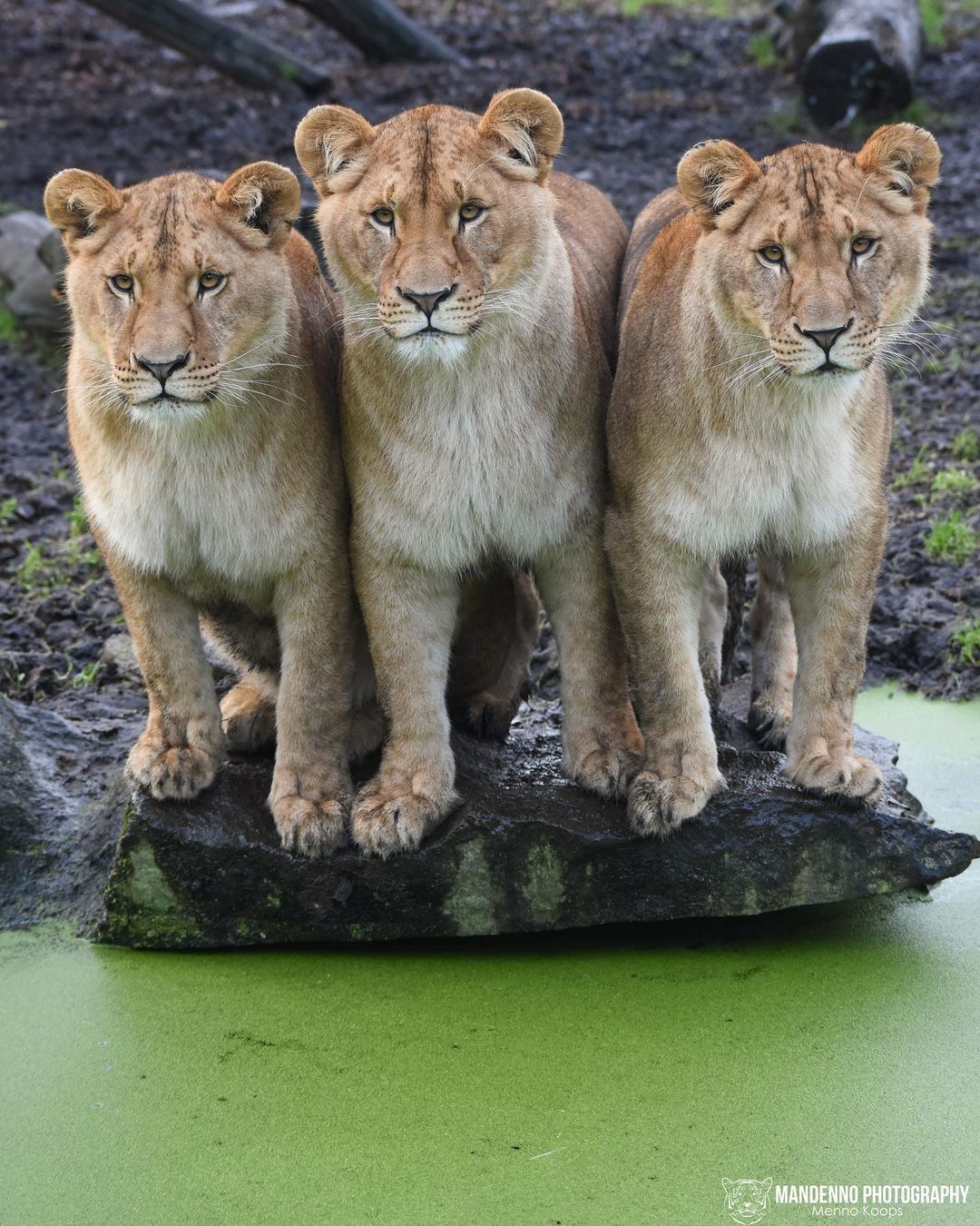 Three Alenushki - Lioness, a lion, Big cats, Cat family, Predatory animals, Wild animals, Africa, The photo, Water, Slime