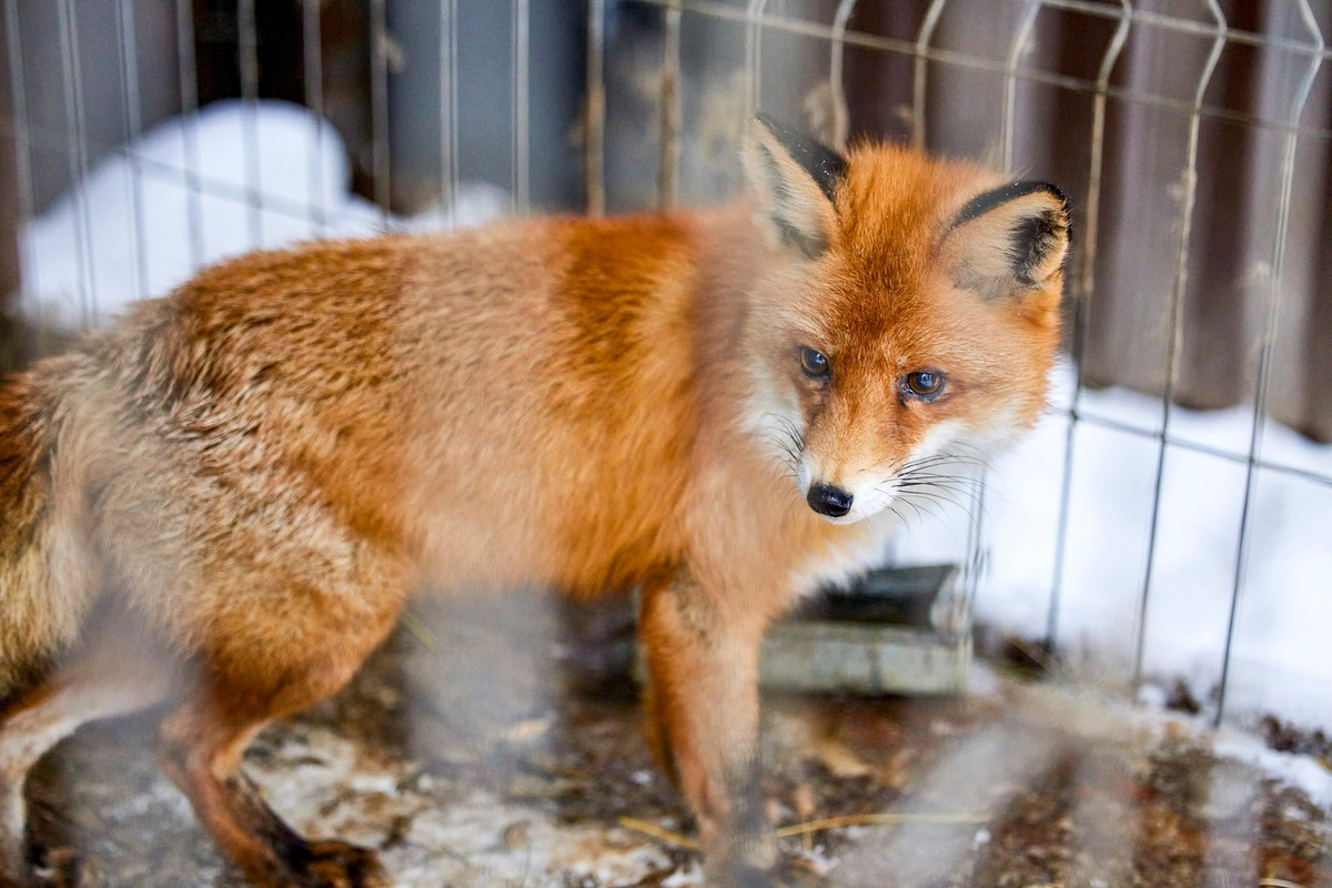 From turtle to tiger: who lives in the Moscow center for the rehabilitation of wild animals - Animals, Animal protection, Rare view, Animal Rescue, Moscow, Longpost