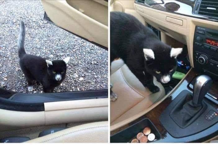 Unusual cat inspector - cat, Auto, Color, Vitiligo