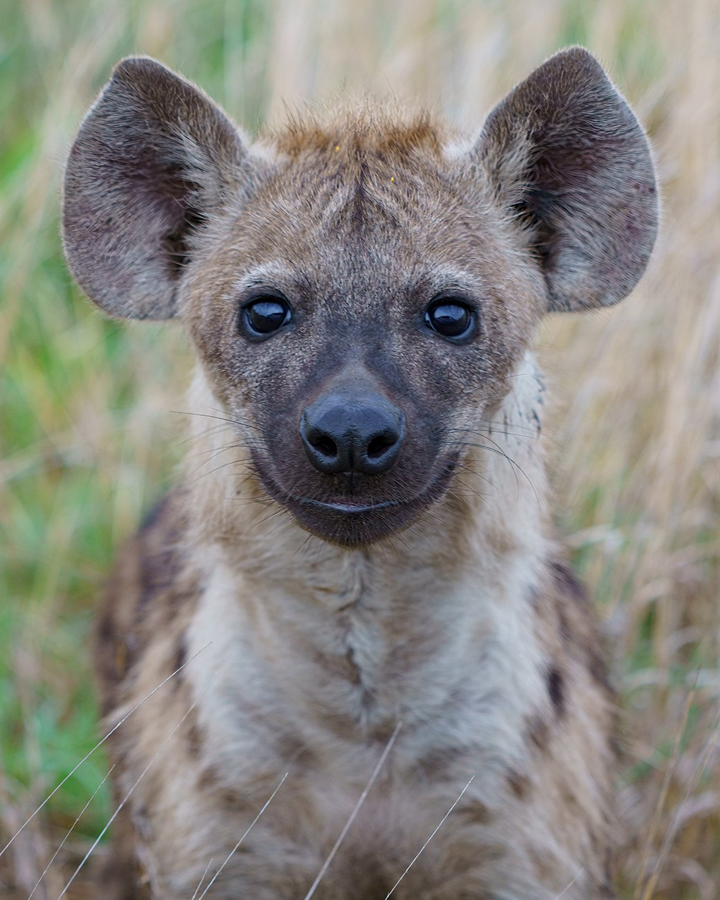 Spotted hyenas in the Kruger National Park - Spotted Hyena, Kruger National Park, South Africa, South Africa, Young, Milota, National park, wildlife, Wild animals, The photo, Lordly, The national geographic, beauty of nature, Africa, Longpost