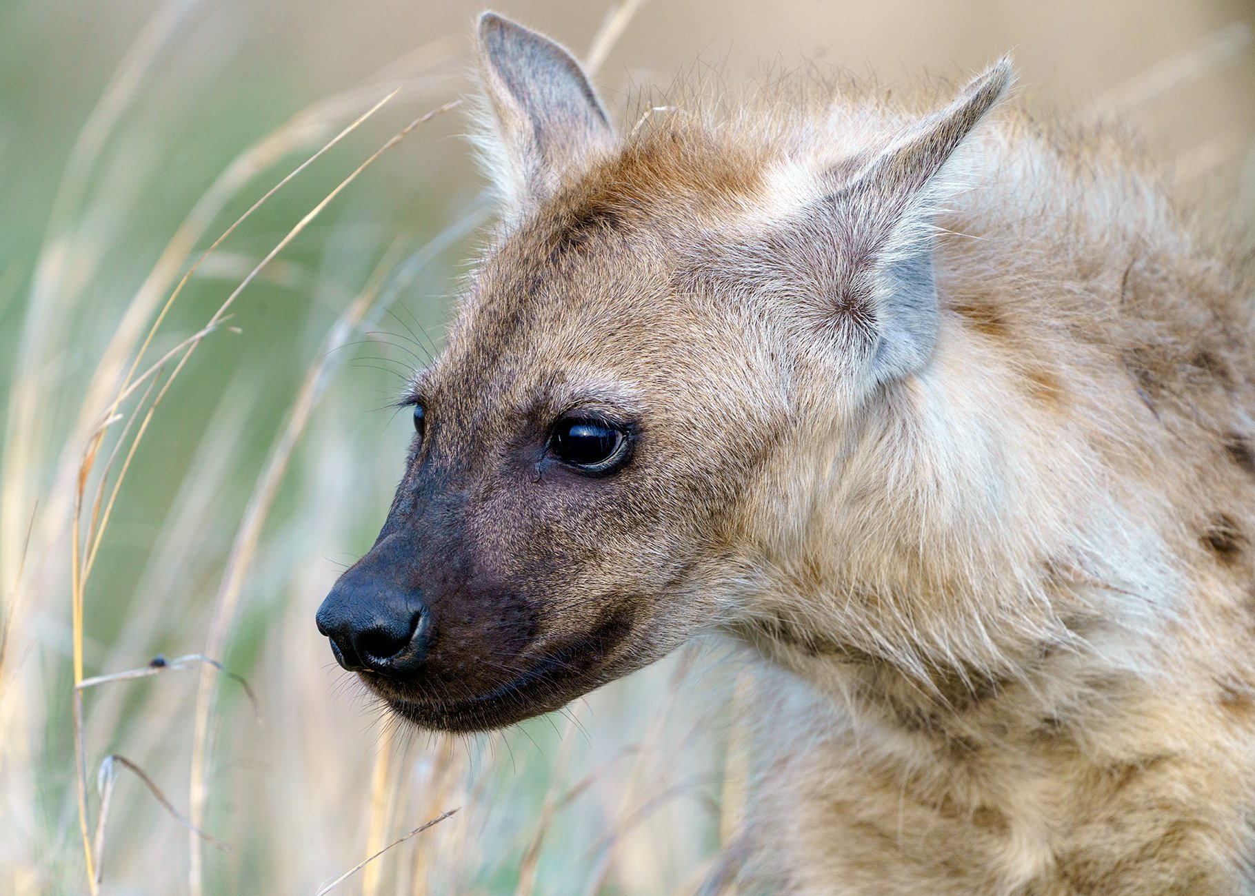 Spotted hyenas in the Kruger National Park - Spotted Hyena, Kruger National Park, South Africa, South Africa, Young, Milota, National park, wildlife, Wild animals, The photo, Lordly, The national geographic, beauty of nature, Africa, Longpost