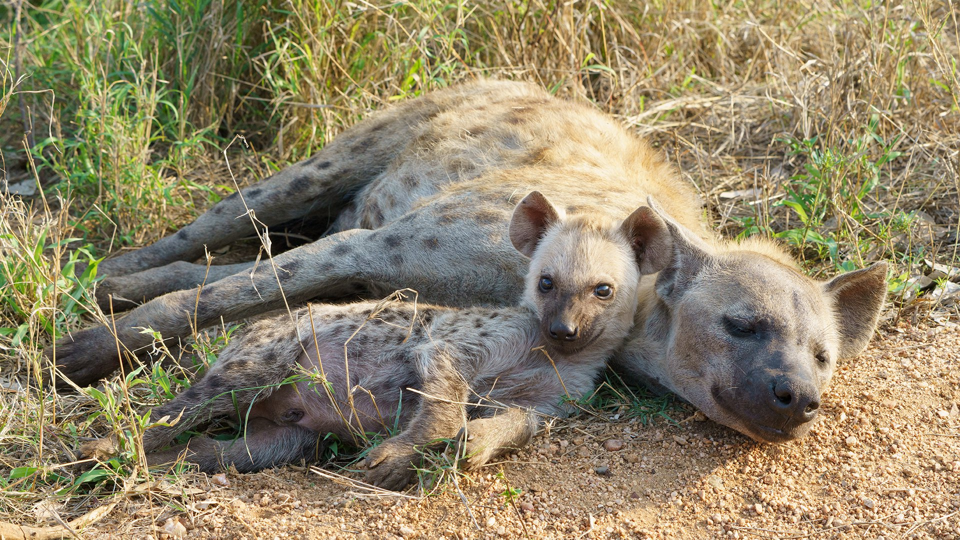 Spotted hyenas in the Kruger National Park - Spotted Hyena, Kruger National Park, South Africa, South Africa, Young, Milota, National park, wildlife, Wild animals, The photo, Lordly, The national geographic, beauty of nature, Africa, Longpost