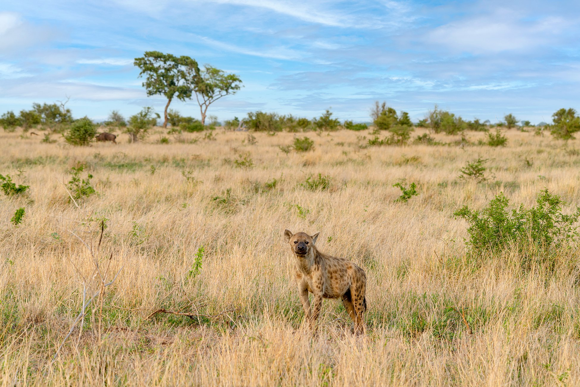 Spotted hyenas in the Kruger National Park - Spotted Hyena, Kruger National Park, South Africa, South Africa, Young, Milota, National park, wildlife, Wild animals, The photo, Lordly, The national geographic, beauty of nature, Africa, Longpost