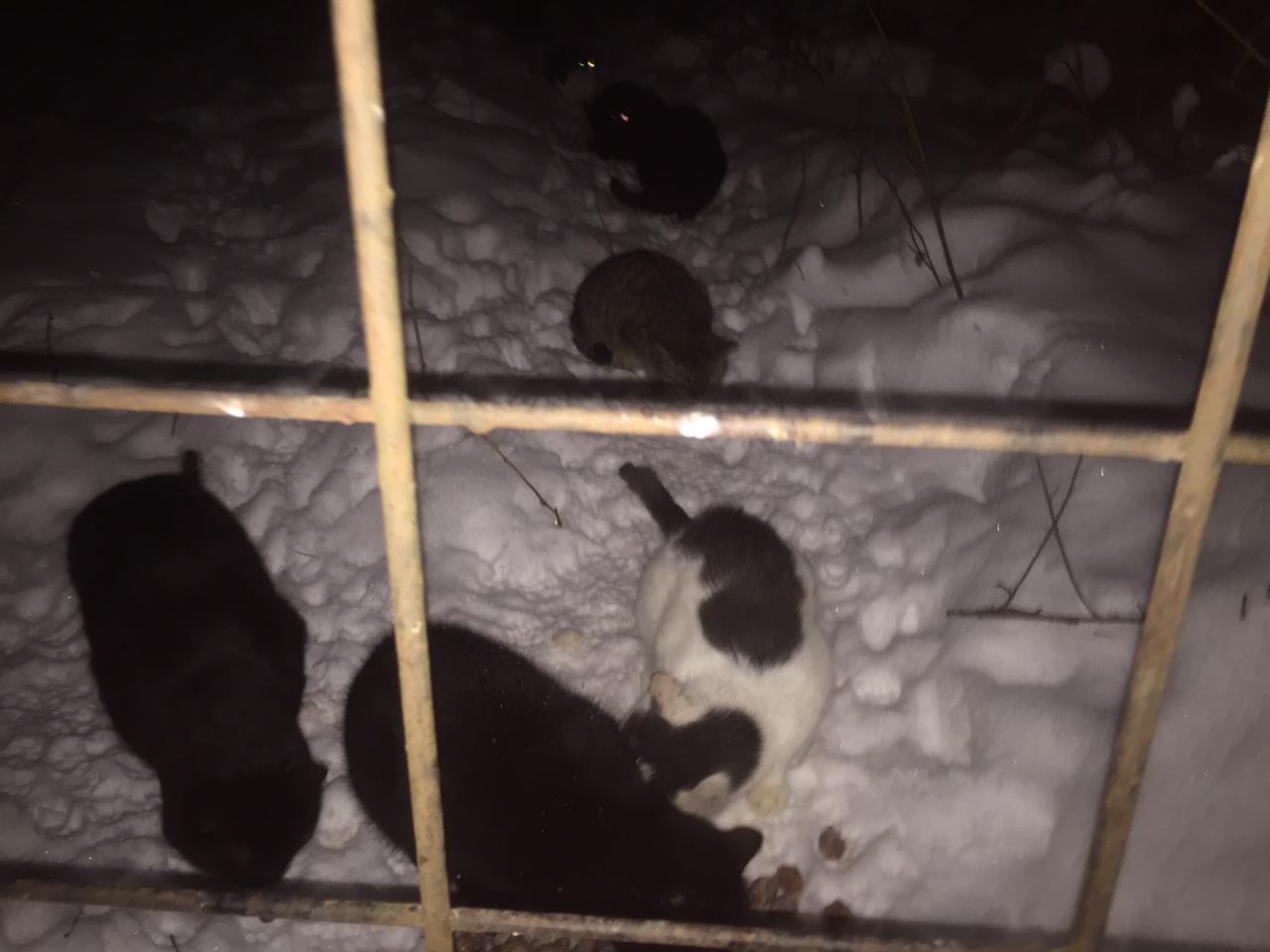 Continuation of the post Feeding cats abandoned by summer residents January 31 - February 4. Again minus 20. Another package. Preparations for sterilization. Brand new with swelling - My, cat, Dacha, Animal Rescue, Winter, Snow, Reply to post, Longpost