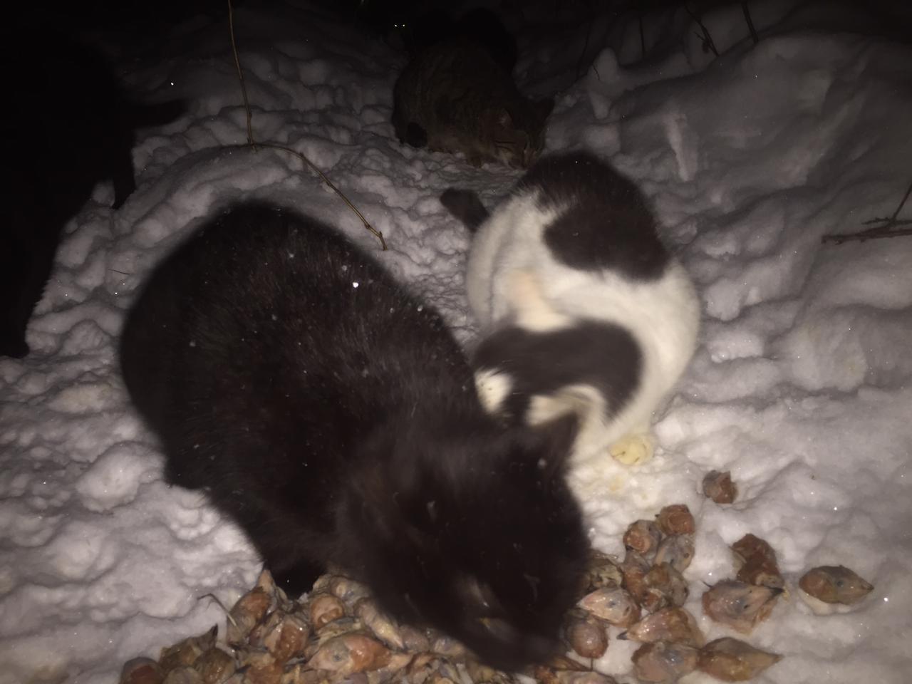 Continuation of the post Feeding cats abandoned by summer residents January 31 - February 4. Again minus 20. Another package. Preparations for sterilization. Brand new with swelling - My, cat, Dacha, Animal Rescue, Winter, Snow, Reply to post, Longpost