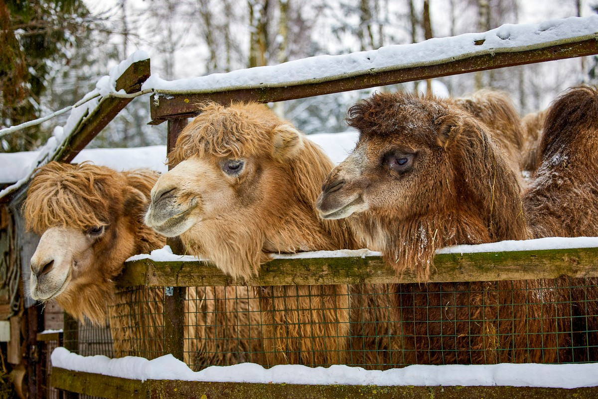 From turtle to tiger: who lives in the Moscow center for the rehabilitation of wild animals - Animals, Animal protection, Rare view, Animal Rescue, Moscow, Longpost