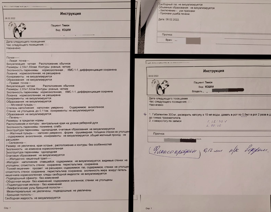 Спасение кота, упавшего с шестого этажа. Москва - Моё, Кот, Без рейтинга, Москва, Помощь, Видео, Длиннопост, Помощь животным