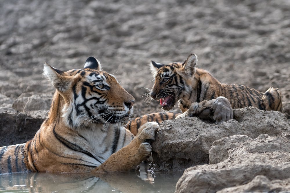 Bathe again, son! - Bengal tiger, Tiger cubs, National park, India, Big cats, wildlife, Cat family, Predatory animals, The national geographic, The photo, Tiger, Milota, beauty of nature