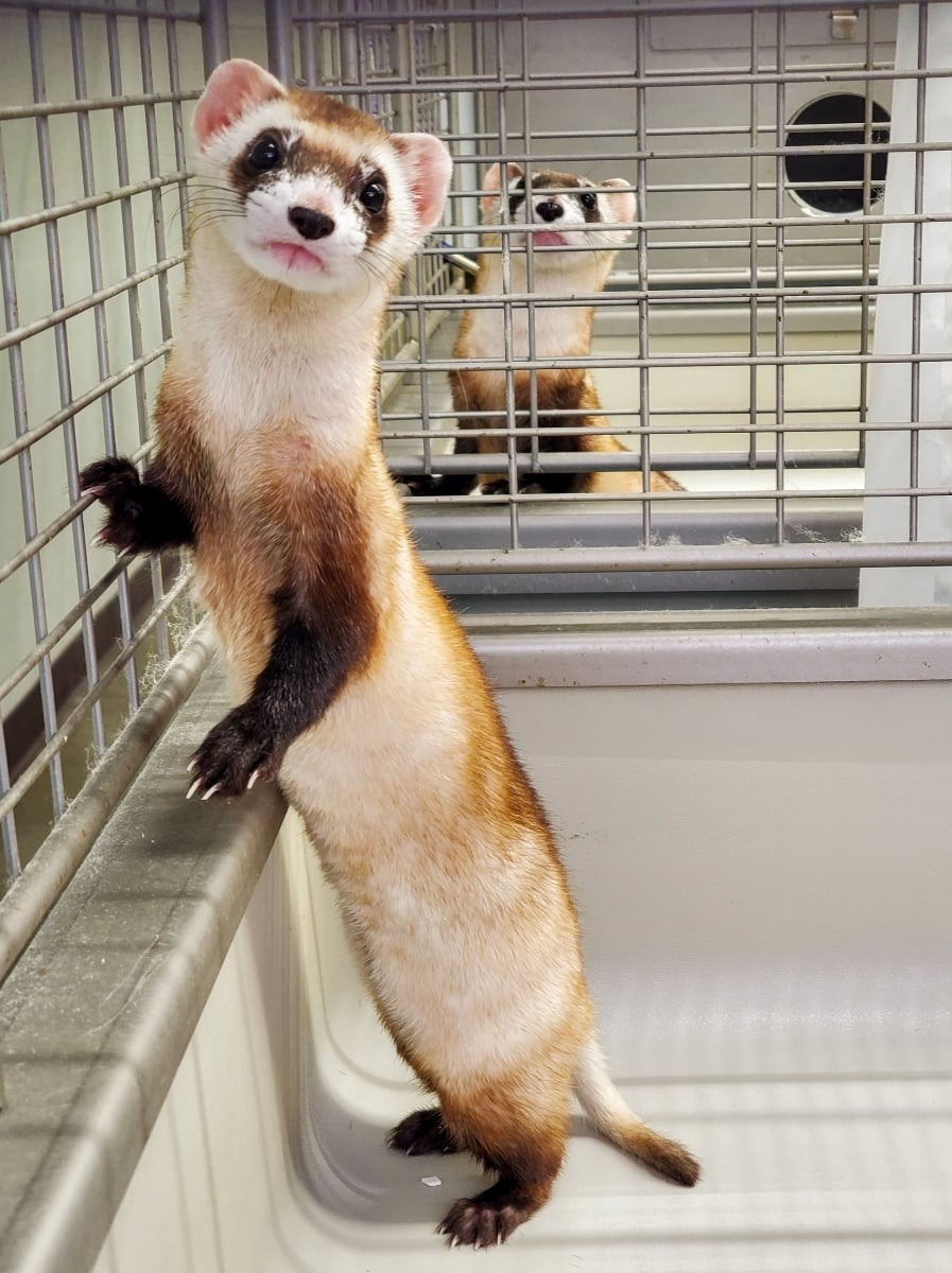 The world's first cloned black-legged ferret is looking for a pair - Ferret, Cunyi, Predatory animals, Cloning, Wild animals, Rare view, The national geographic, USA, Biodiversity, Scientists, Longpost