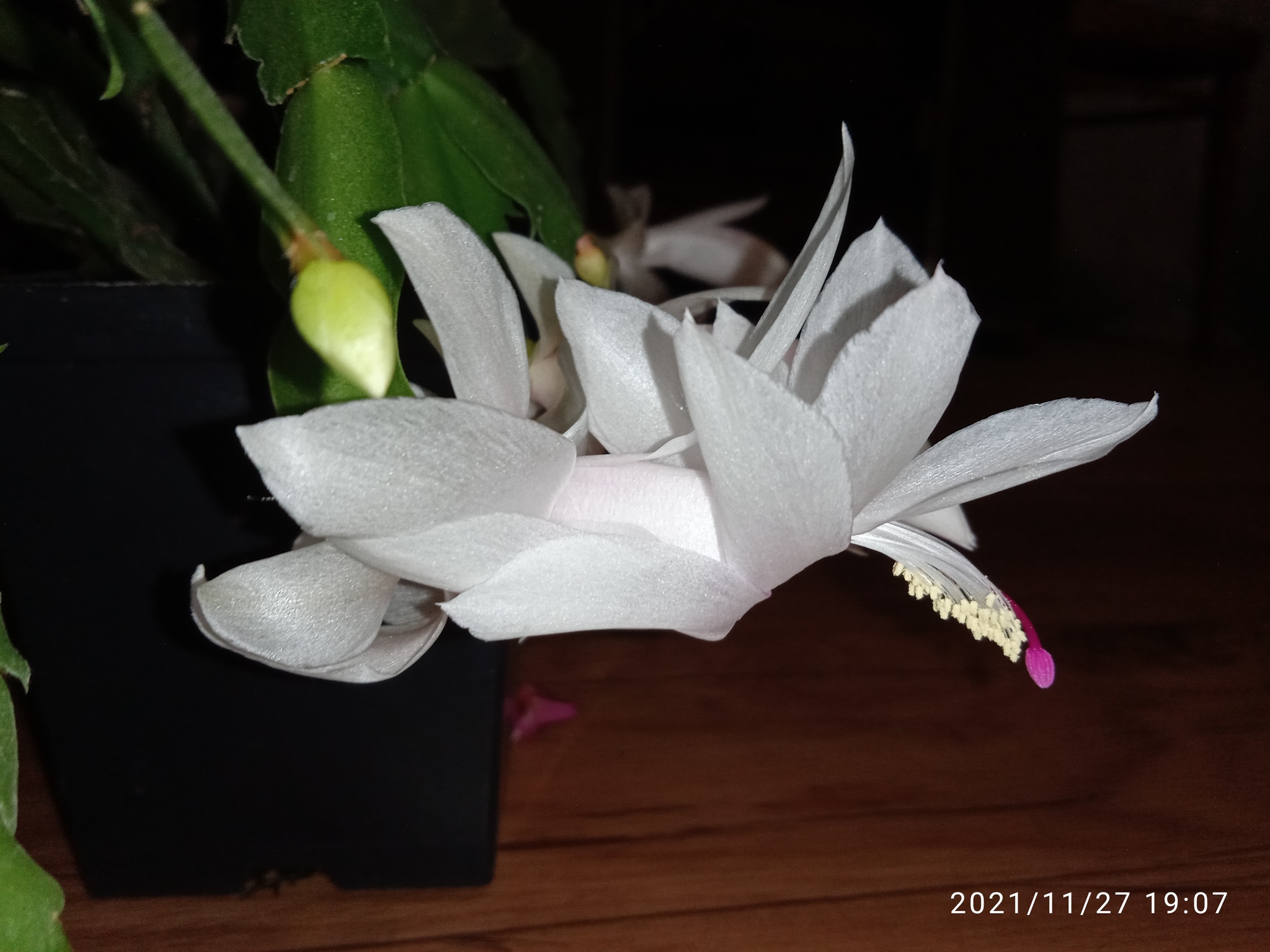 Such different Schlumbergers - My, Houseplants, Flowers, Longpost