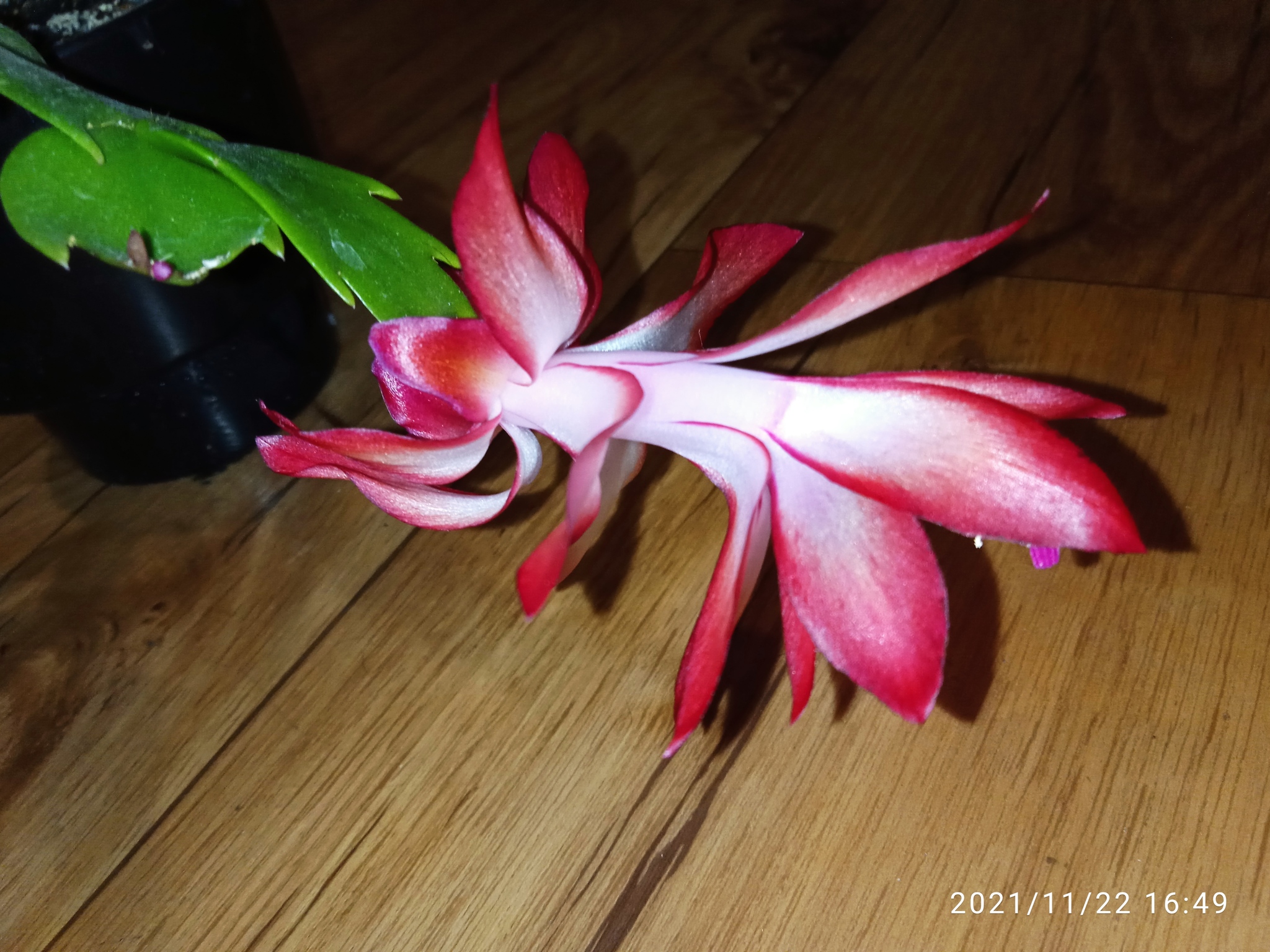 Such different Schlumbergers - My, Houseplants, Flowers, Longpost