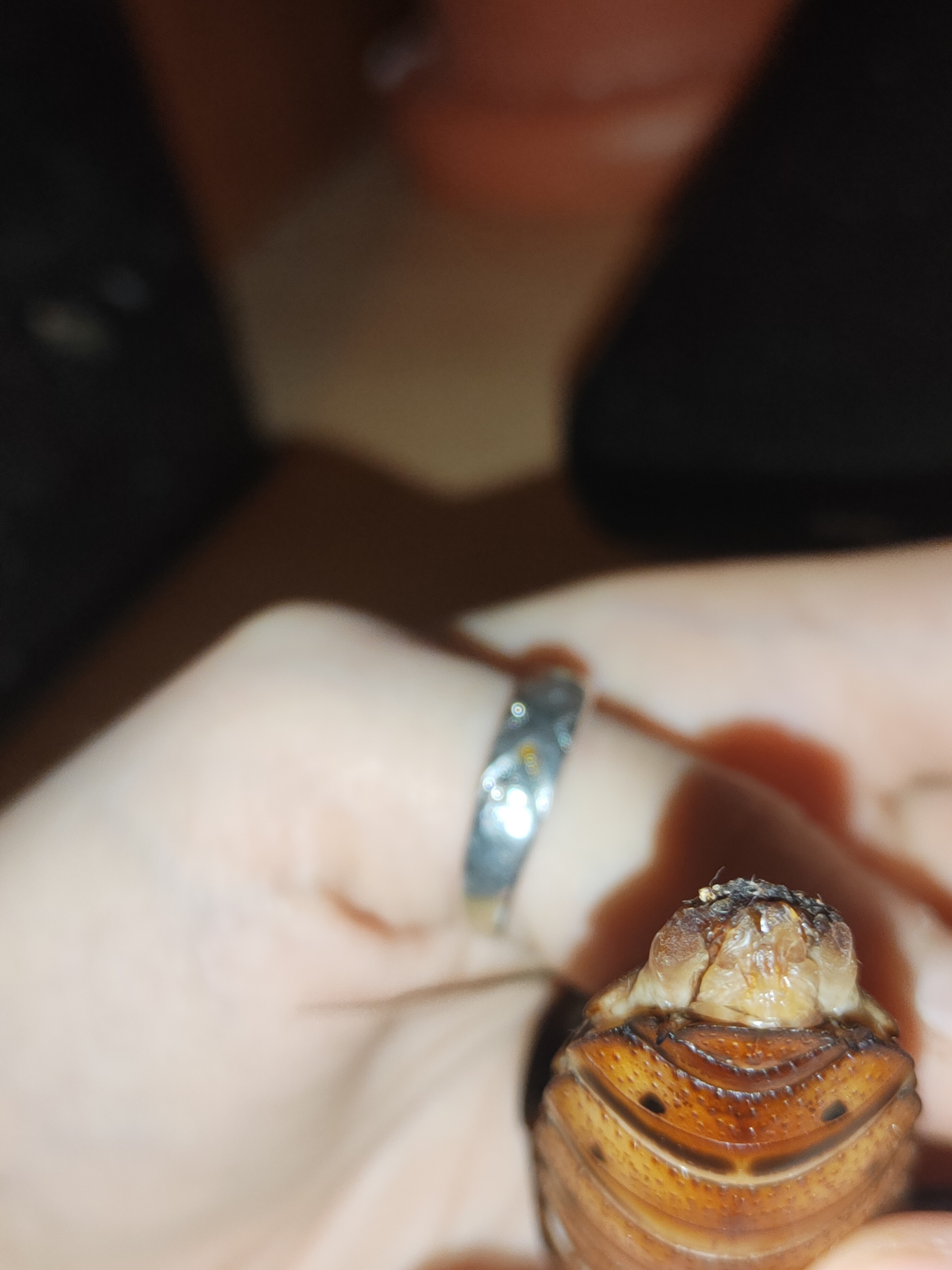 Please help me understand what is happening to the female Madagascar cockroach
 - My, Insects, Biology, Longpost, Cockroaches