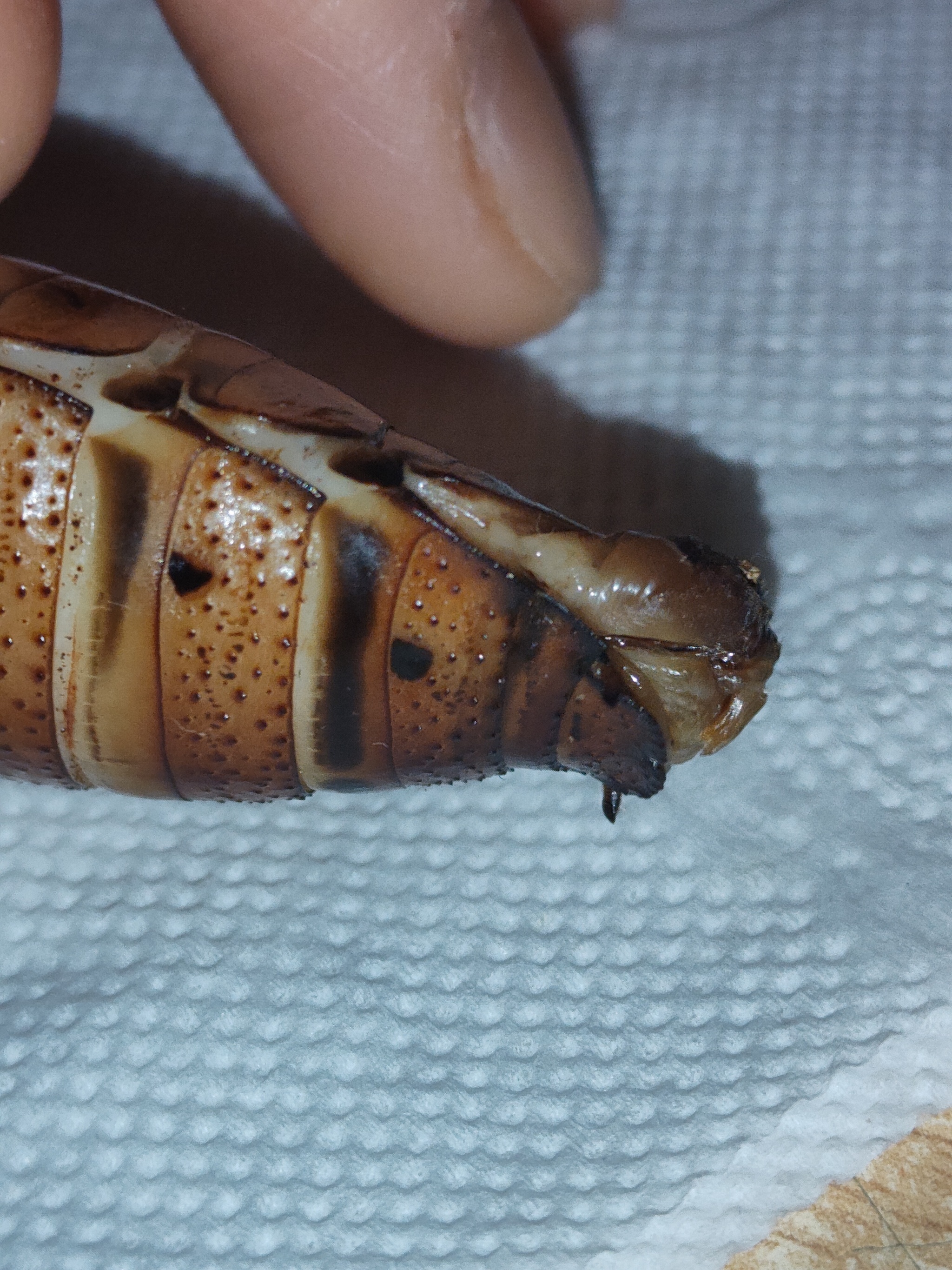 Please help me understand what is happening to the female Madagascar cockroach
 - My, Insects, Biology, Longpost, Cockroaches