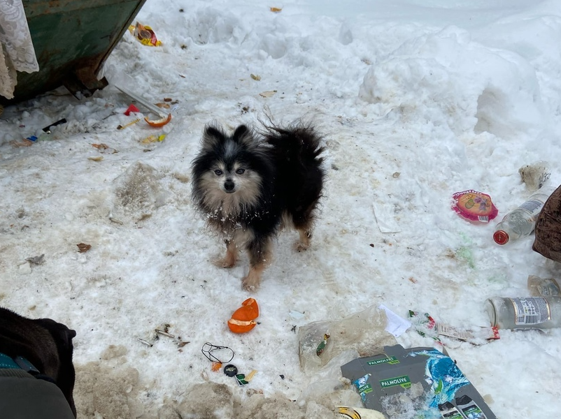 Perhaps someone lost a Spitz puppy - Dog, Puppies, Lost, Kaluga region, Helping animals, Maloyaroslavets, No rating, Homeless animals, In good hands, Found a dog