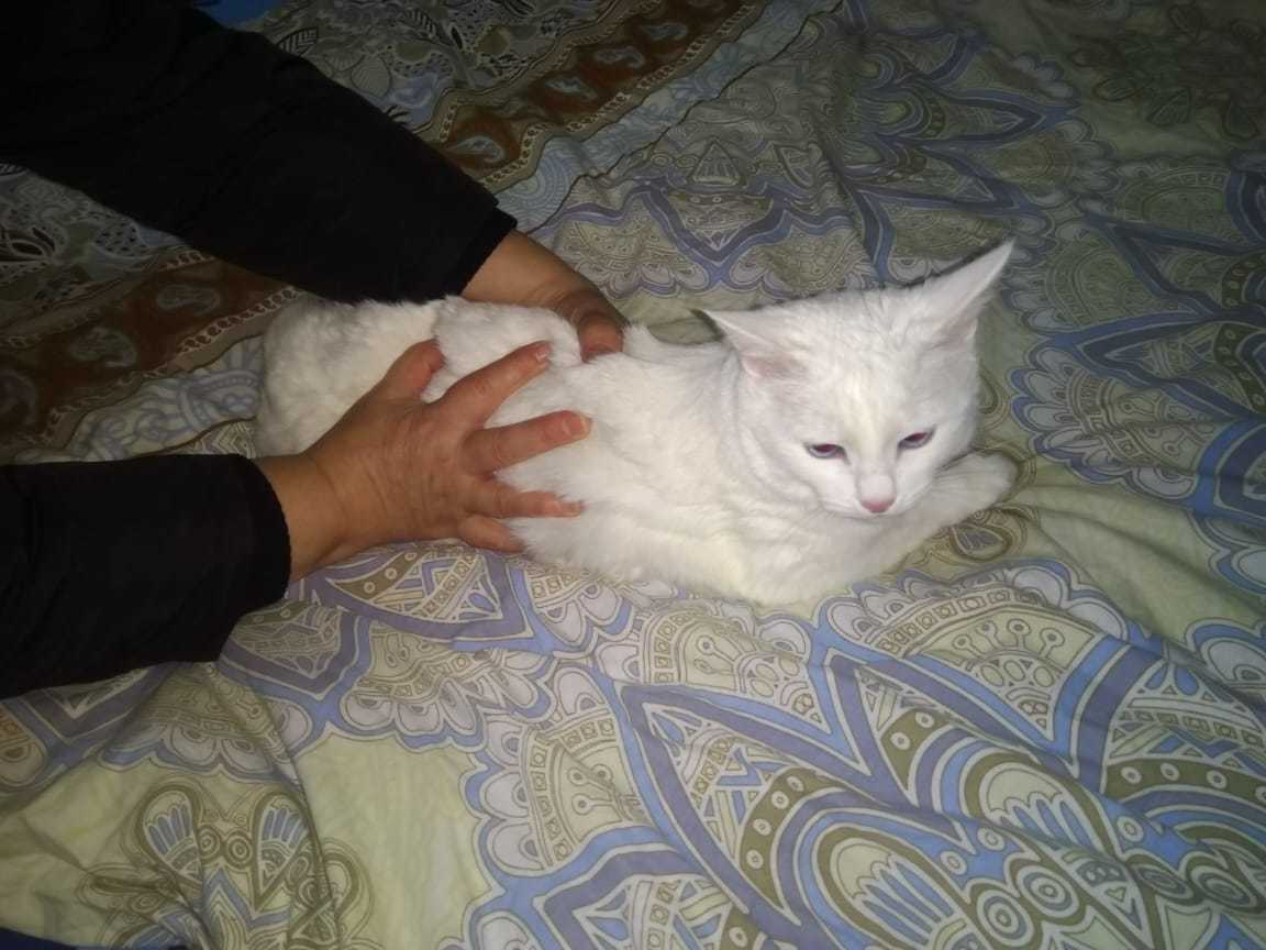 Albino kitty as a gift - cat, Is free, Animals, In good hands, Kazan, No rating