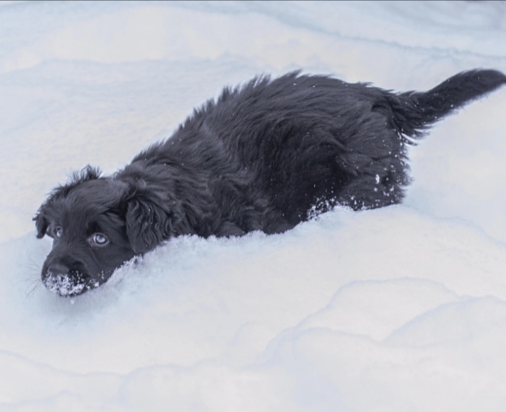 LuChita and Helika - My, In good hands, Dog, Pets, Homeless animals, Helping animals, Schnauzers, Moscow, Tver, Puppies, No rating, Longpost