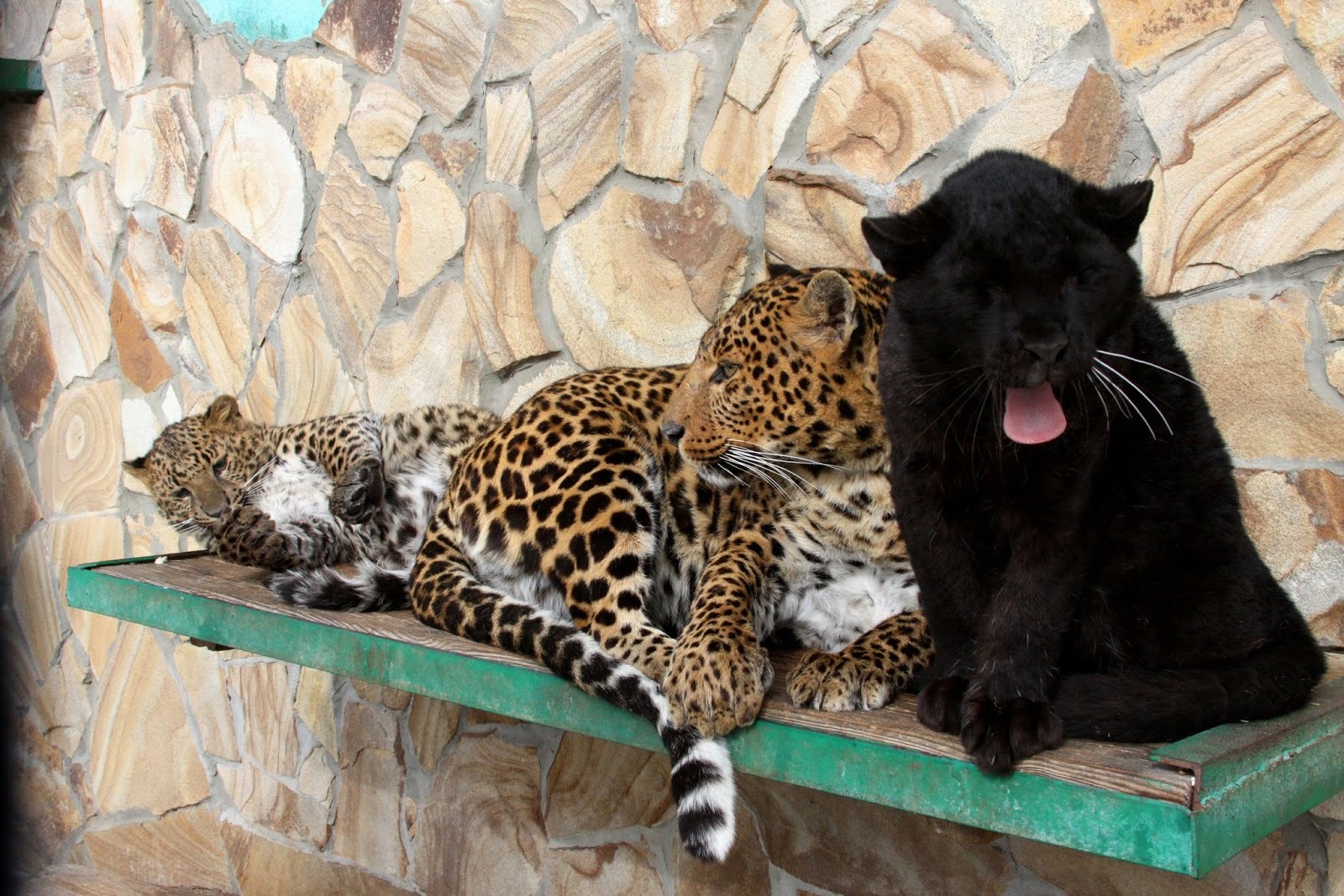 Its own atmosphere - cat, Milota, Panther, Black Panther, Leopard, Big cats, Cat family, Predatory animals, Wild animals, Zoo