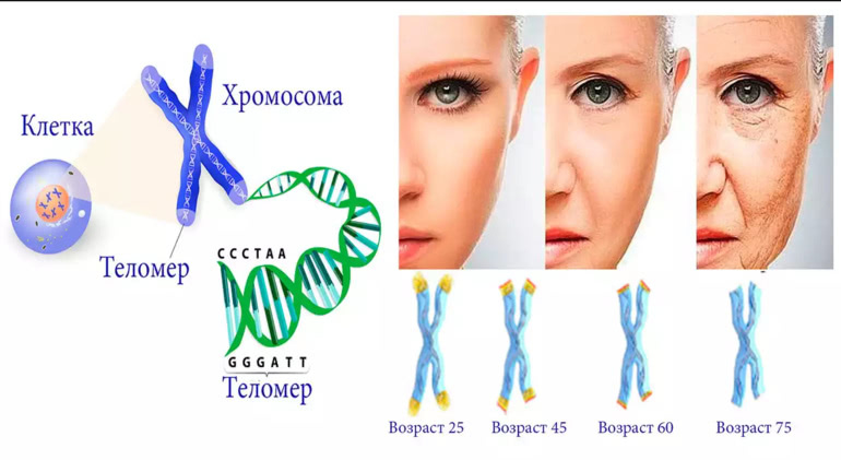 Как сложилась судьба клонированной овечки Долли - Научпоп, Биология, Видео, Длиннопост, Клонирование, Клоны, Овечка Долли