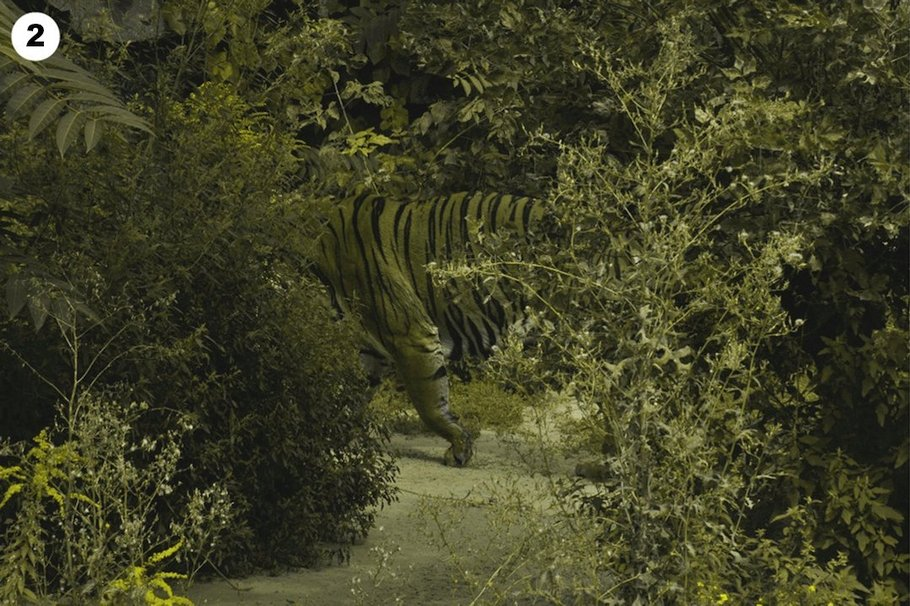 The Sudden Fact Of Tiger Camouflage - Tiger, Disguise, Jungle, Vision, Facts, Big cats, Wild animals, Coloration, Color