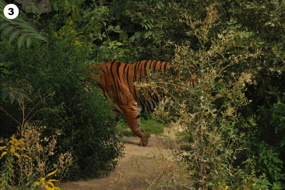 The Sudden Fact Of Tiger Camouflage - Tiger, Disguise, Jungle, Vision, Facts, Big cats, Wild animals, Coloration, Color