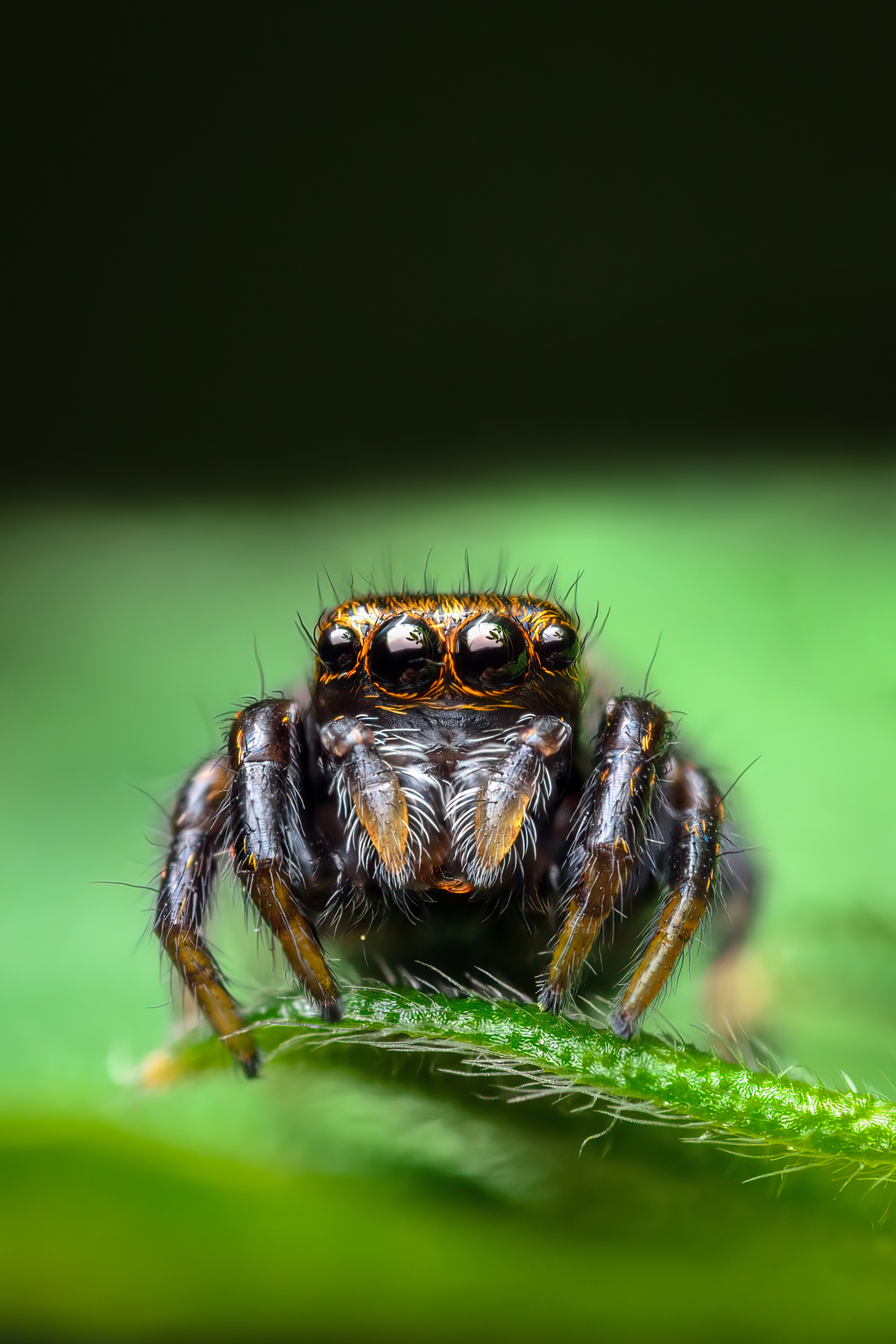 Eye #7 - My, Macro photography, Nature, The photo, wildlife, Animals, Spider, Jumping spider, Milota, Eyes