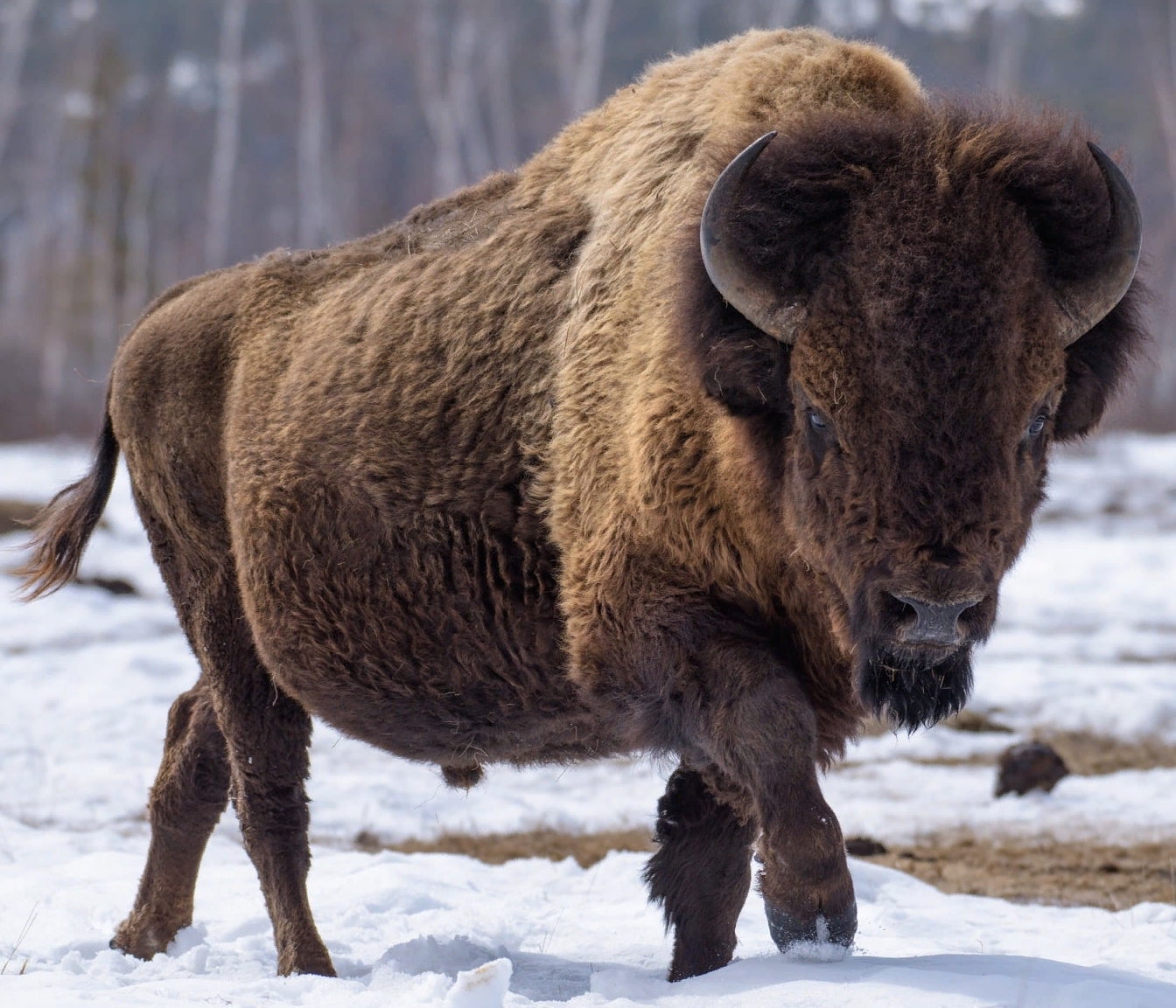 Forest bison - beauty, Interesting, Buffalo, Bison, Wild animals, Animals, Milota, wildlife, Longpost