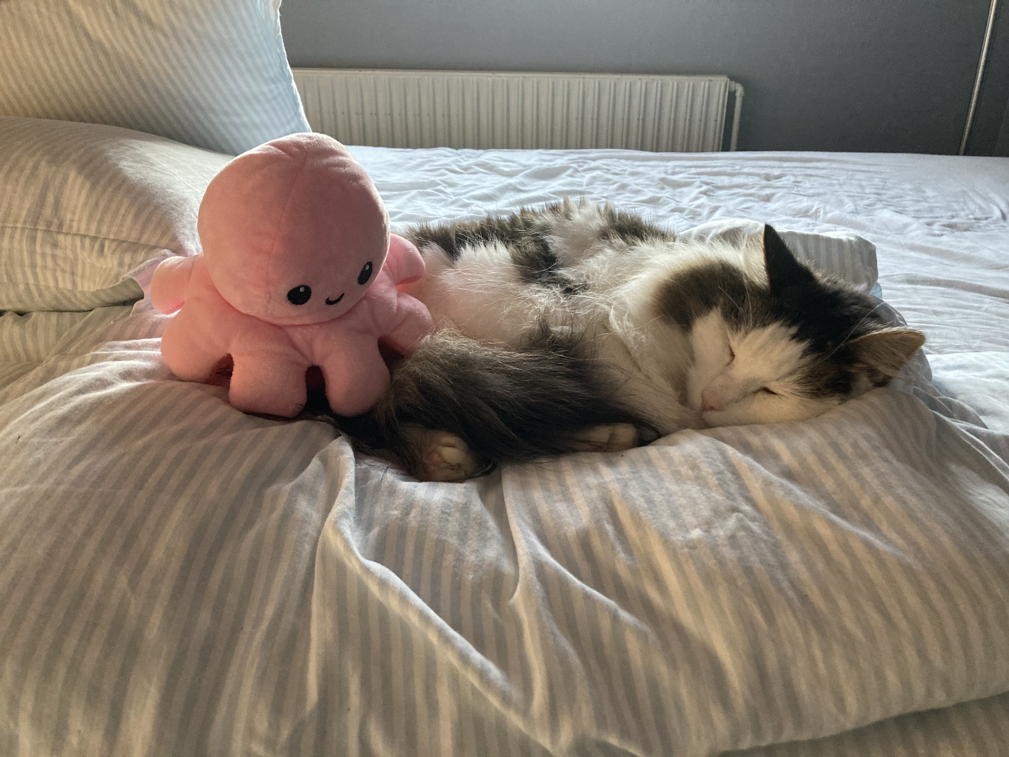 Brutal attack on a sleeping cat pikabu.monster