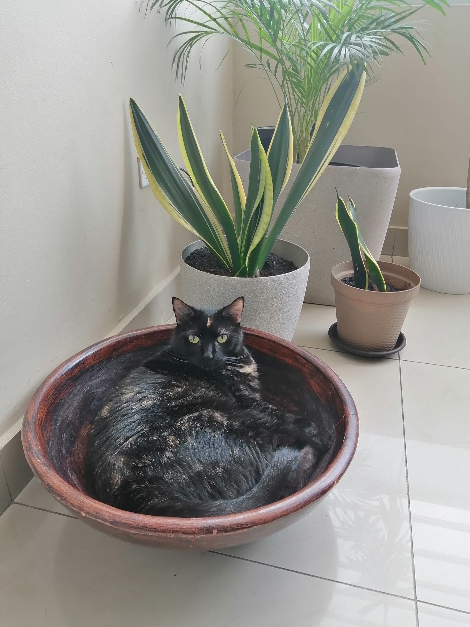 Some wrong aloe has grown... - cat, Twitter, Sight