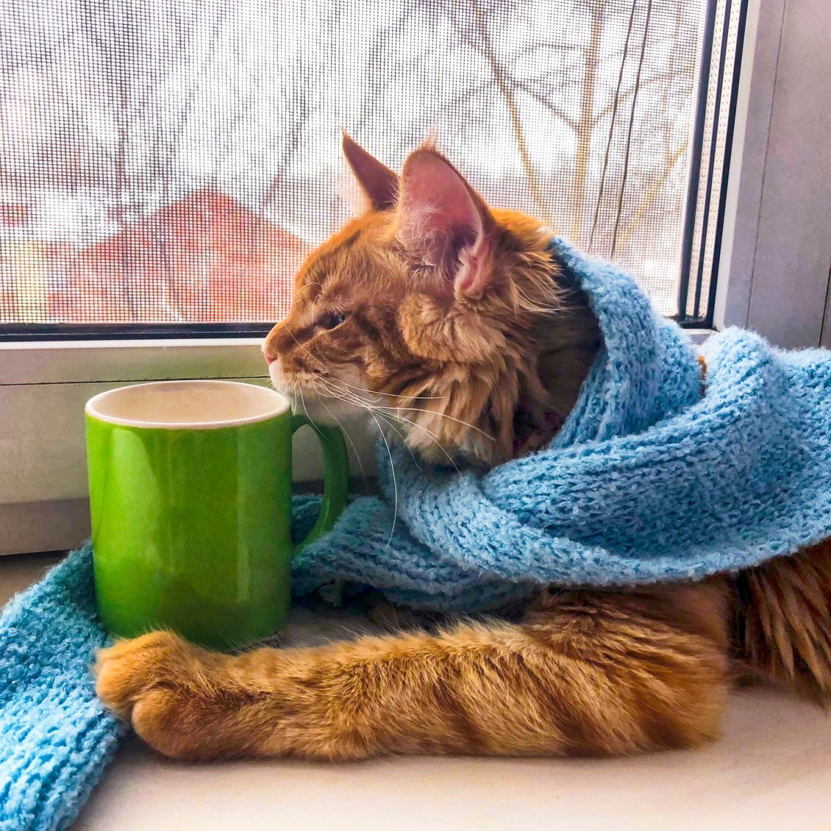 Winter morning - cat, The photo, Pets