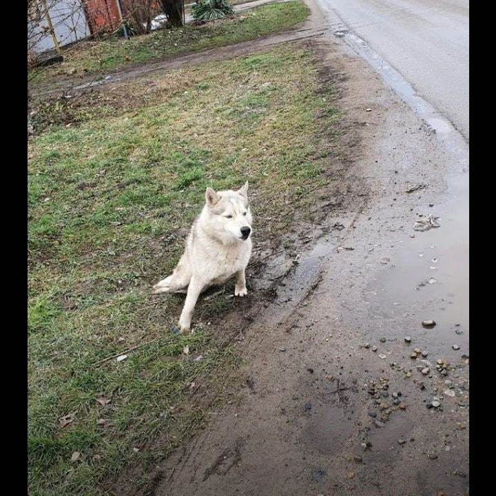 Wild History - Dog, Negative, Video, Longpost