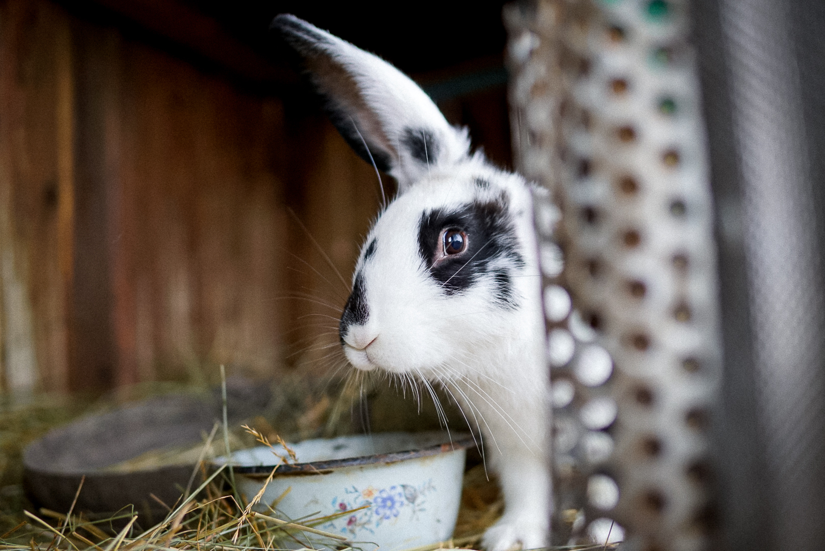 Small photo digest of village animals - My, Rabbit, Milota, Hen, Village, Animals, Fluffy, Longpost