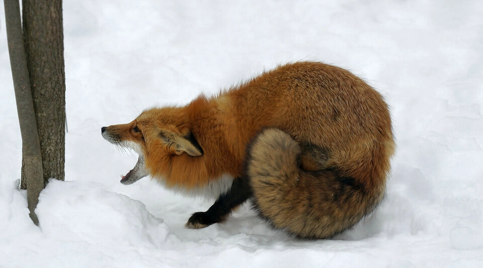 Yells at a tree because a fox ^.^ - Animals, Fox, Snow, The photo