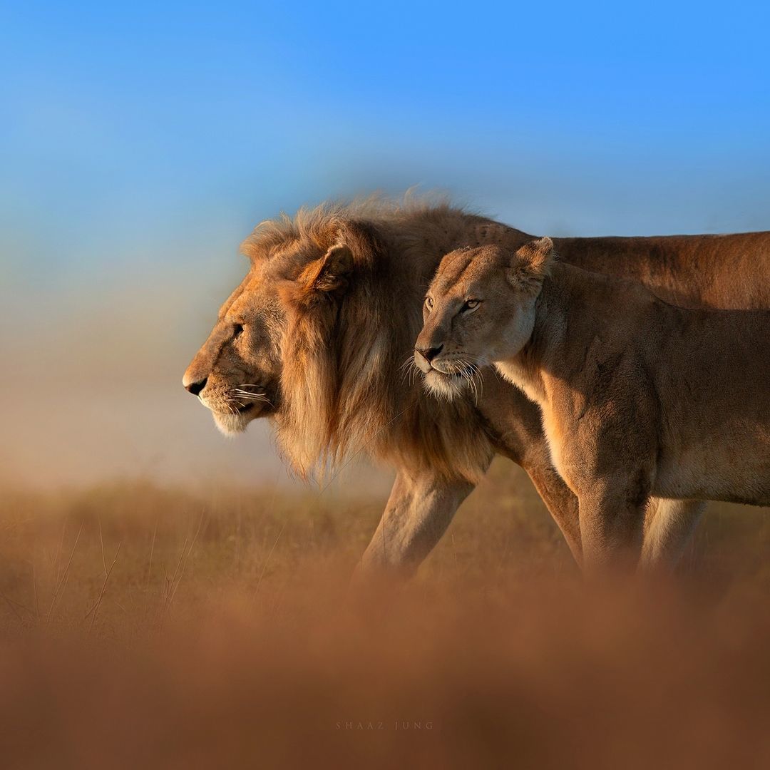 Cute swear - only swear - Lioness, a lion, Big cats, Cat family, Predatory animals, Wild animals, wildlife, National park, Serengeti, Africa, The photo, Longpost