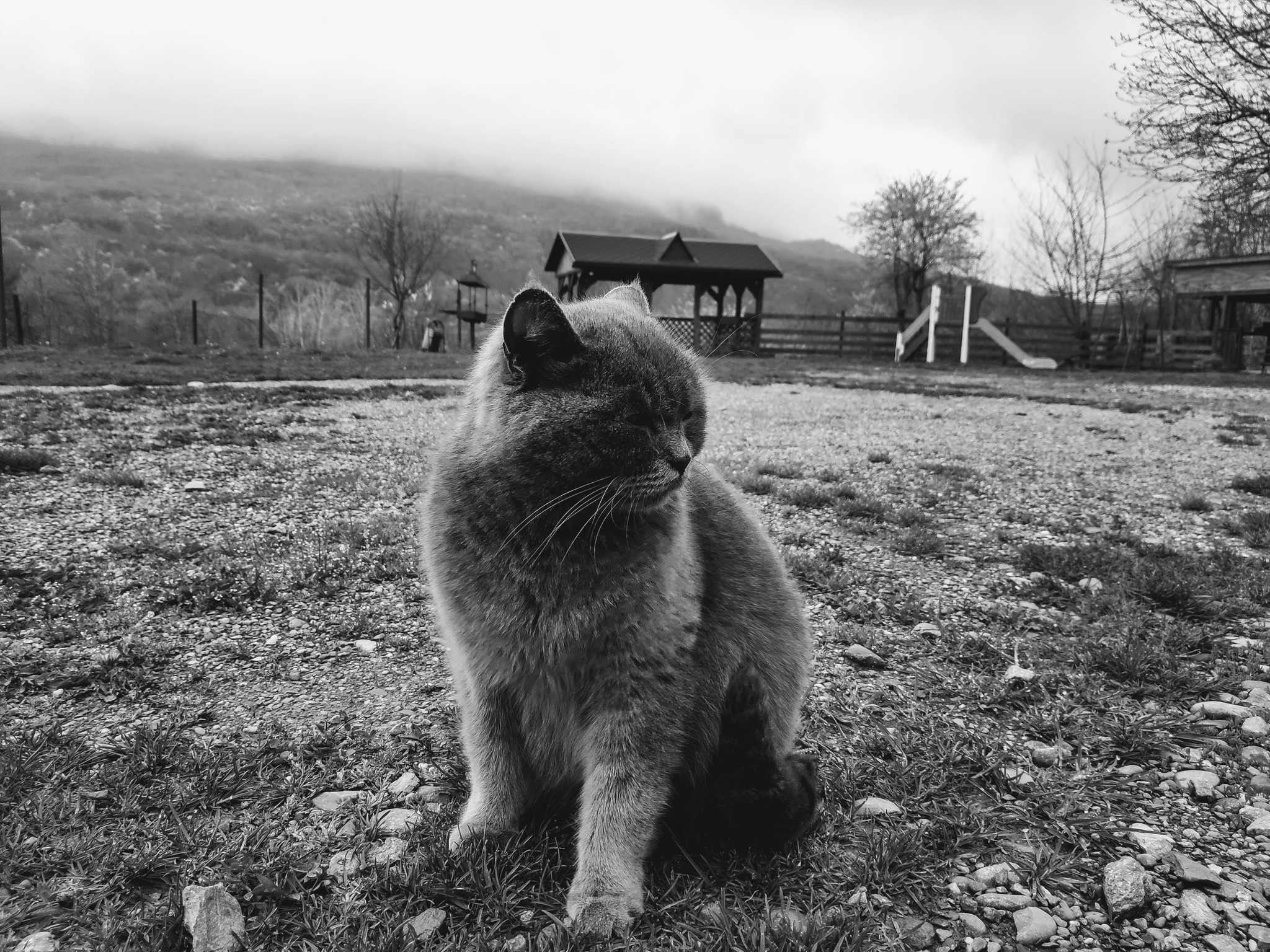 Keeper of Tranquility - My, cat, The photo, Black and white photo