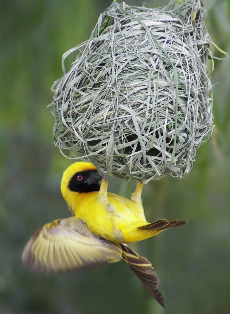 We will build a dormitory in a short time. Signed: weaver bird - Birds, Nest, Pillar, The photo, Video, Longpost