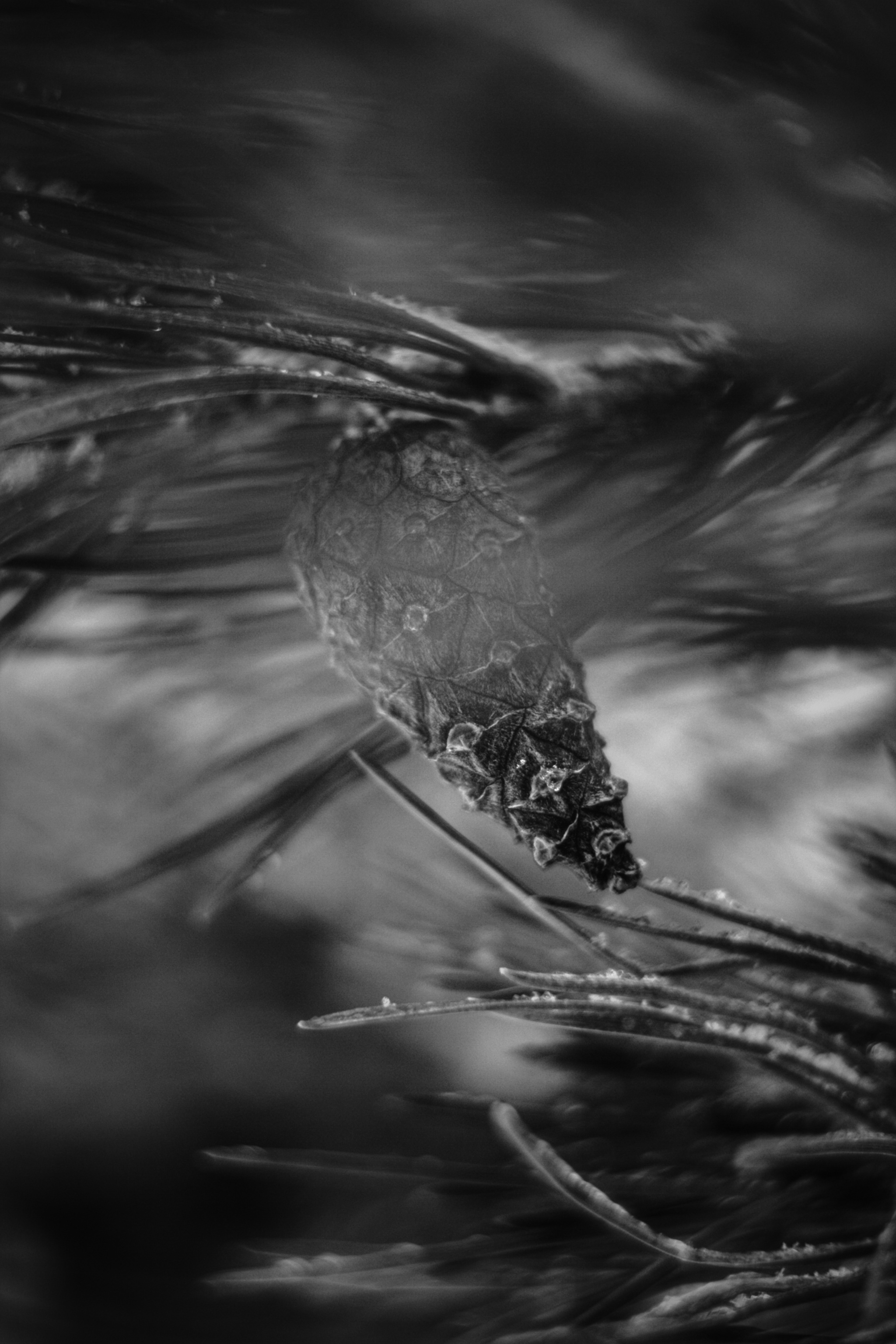 Black cone - My, The photo, Helios 44m, Canon