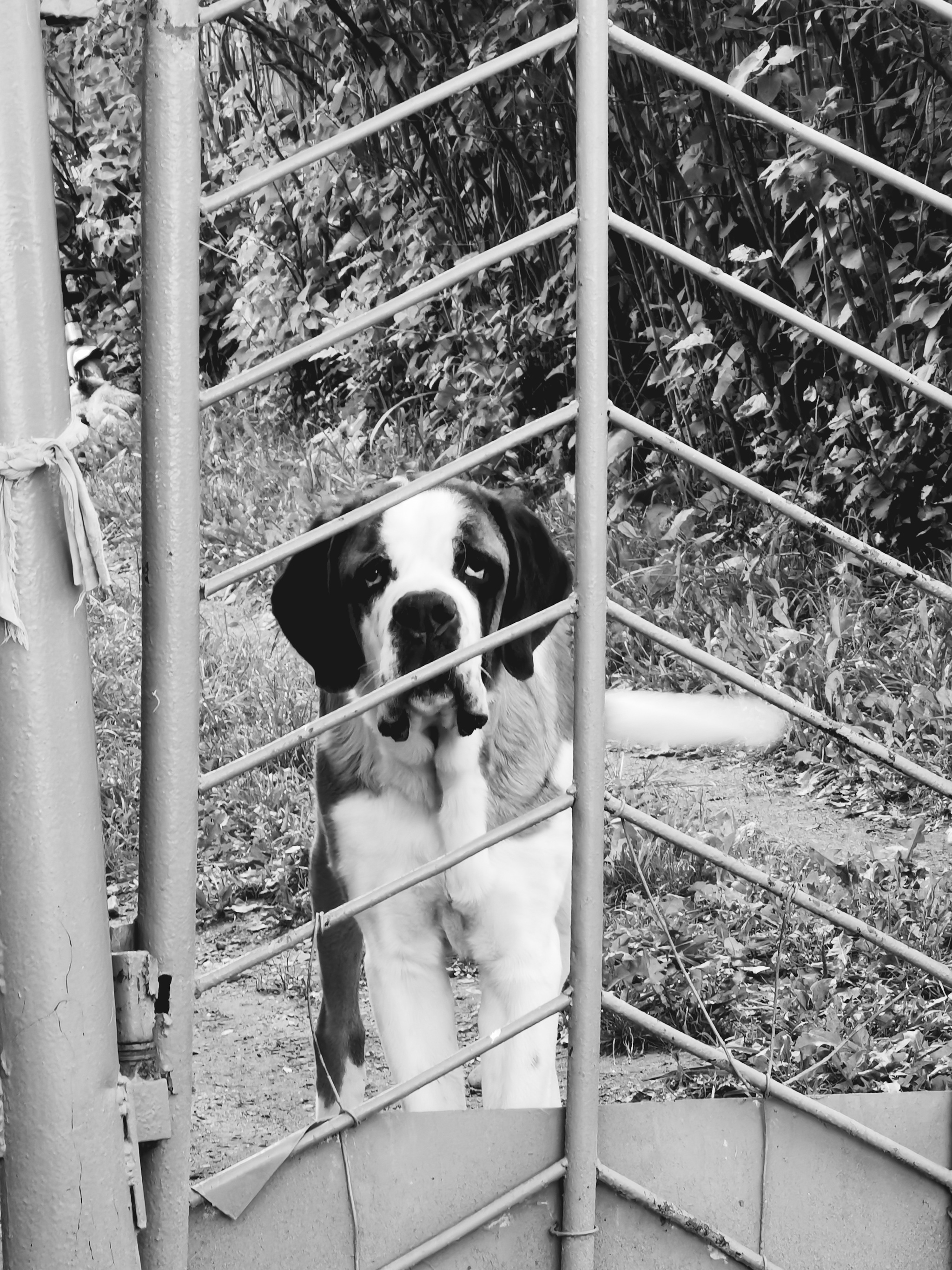 Russian hinterland [5] - My, The photo, Provinces, Kostroma, cat, Dog, Autumn, Summer, Longpost