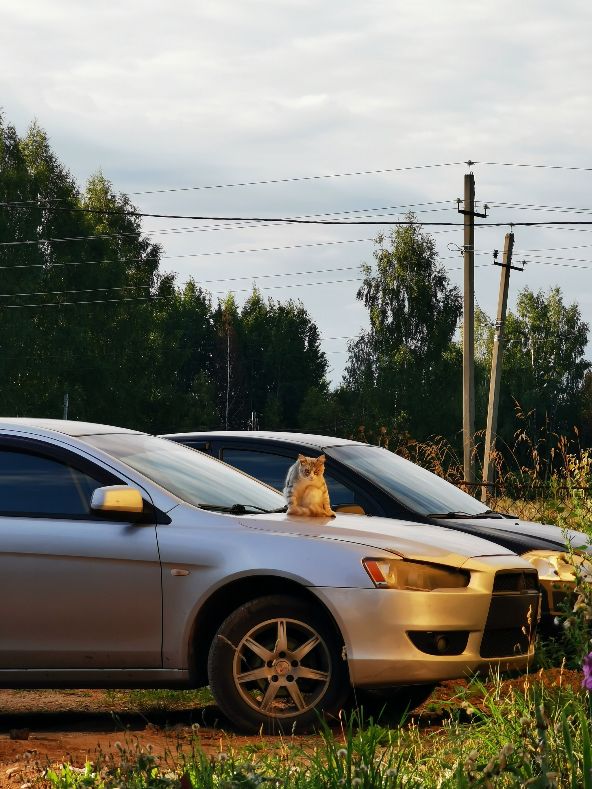 Russian hinterland [5] - My, The photo, Provinces, Kostroma, cat, Dog, Autumn, Summer, Longpost