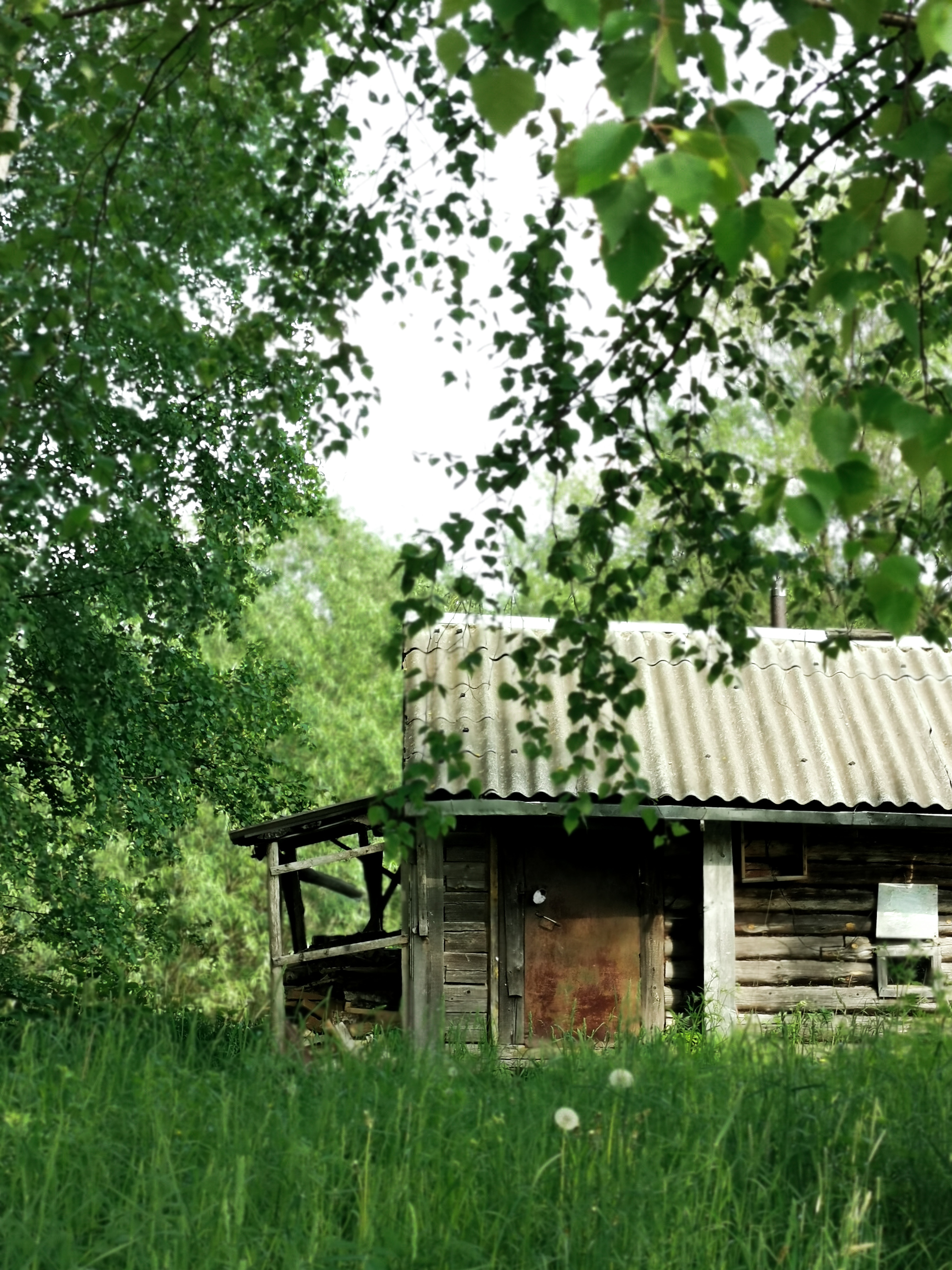 Russian hinterland [5] - My, The photo, Provinces, Kostroma, cat, Dog, Autumn, Summer, Longpost